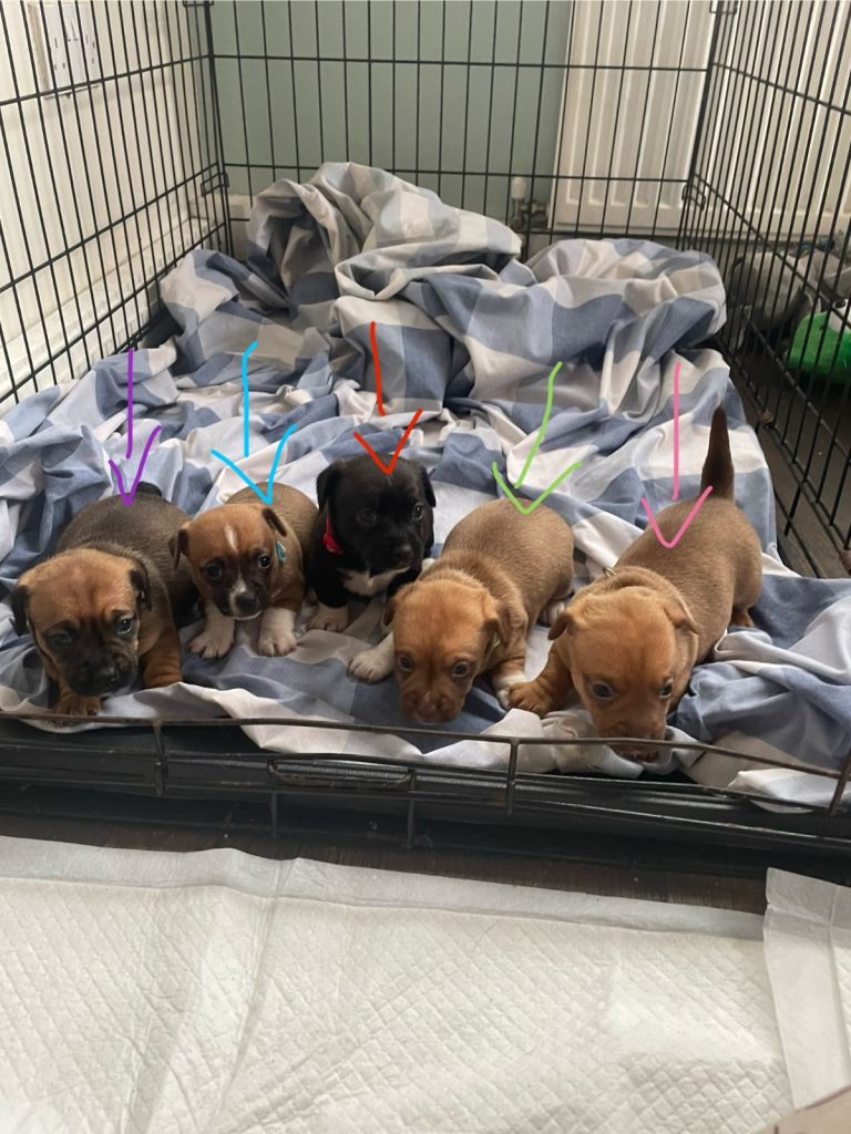 Mini dachshund x Mini Jack russel