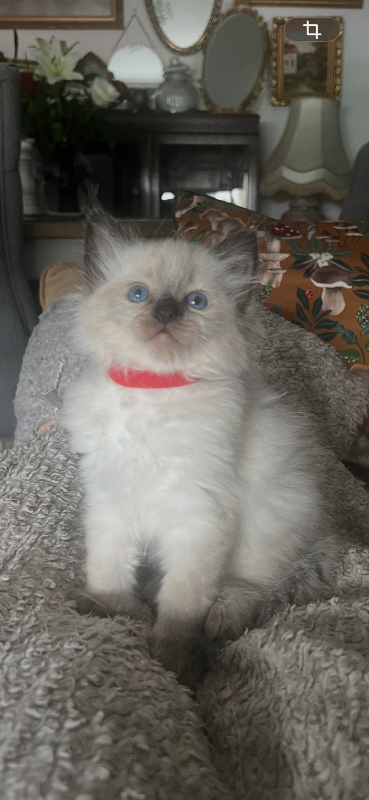 Kitten