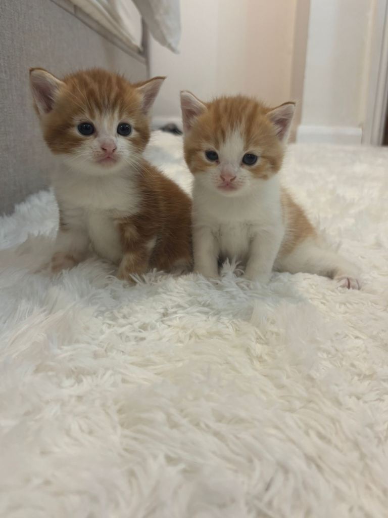 2 Turkish Angora kittens