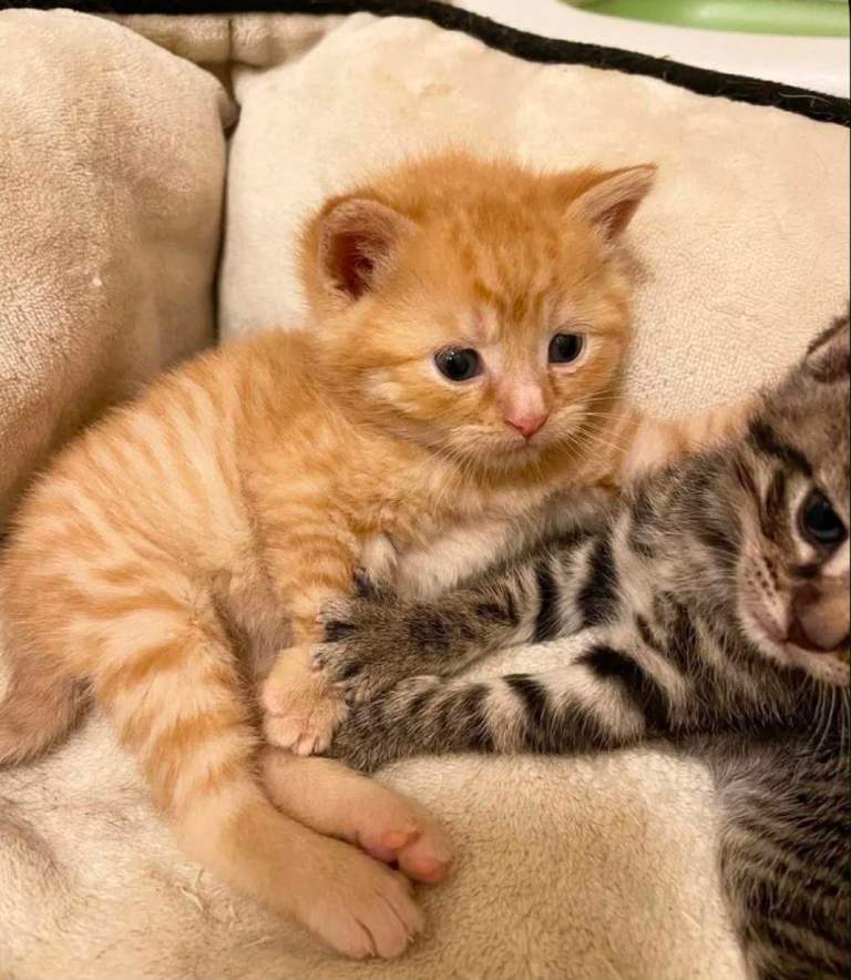 Beautiful Tabby Kittens Ready 🐾