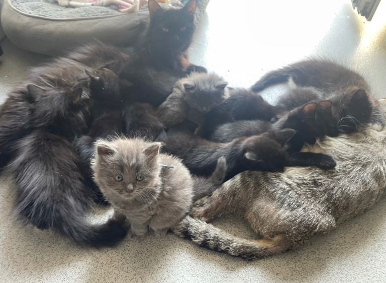 Beautiful kittens