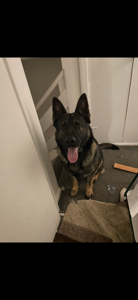 German shepherd,URGENT 