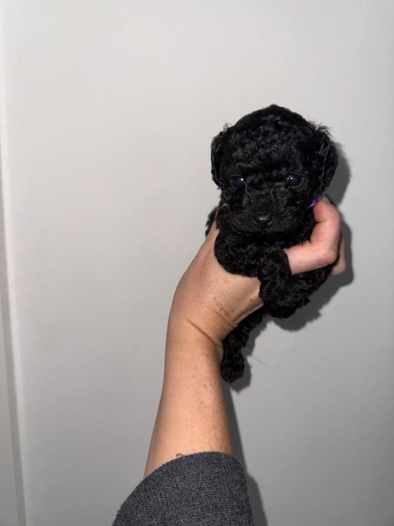 F1bb Tiny Toy Cavapoo pups 🐻🖤