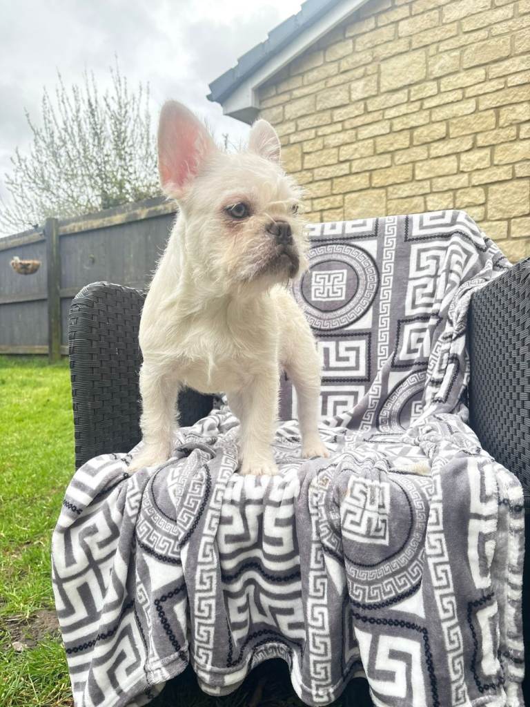 French bulldog Boy pup. 