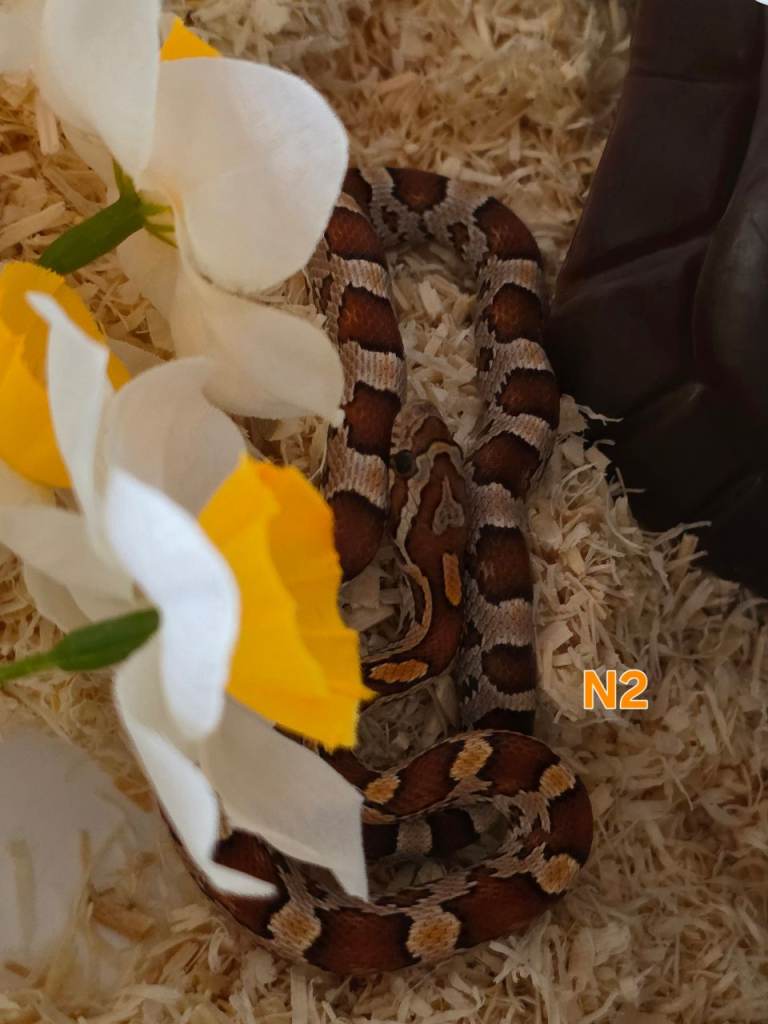 Baby corn snakes 🐍 