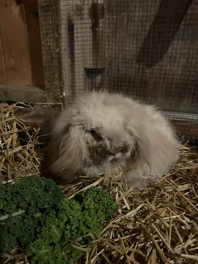 Angora x Lion Lop for Rehoming