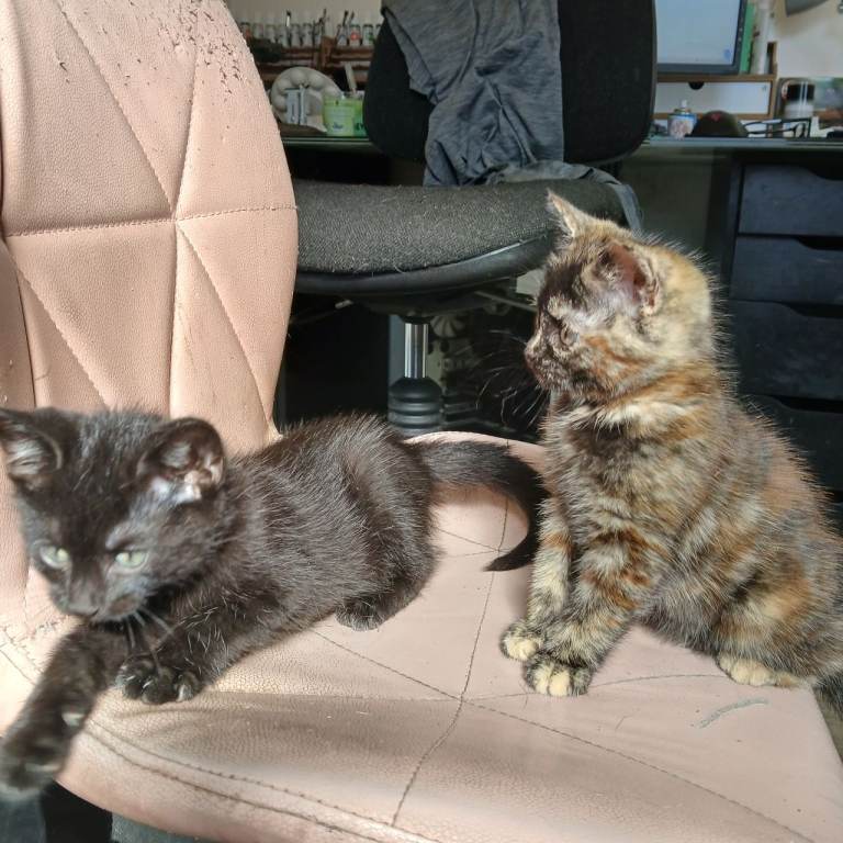Kittens 