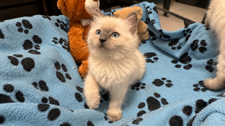 Beautiful Ragdoll Kittens