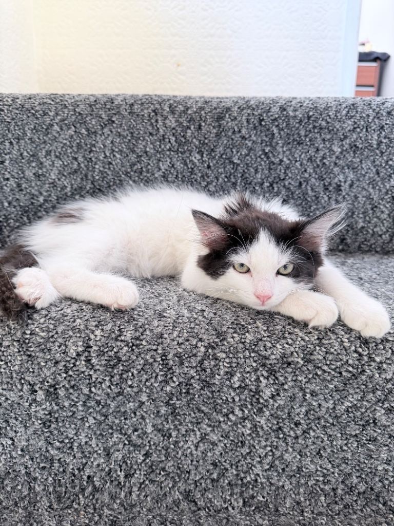 Kitten for safe