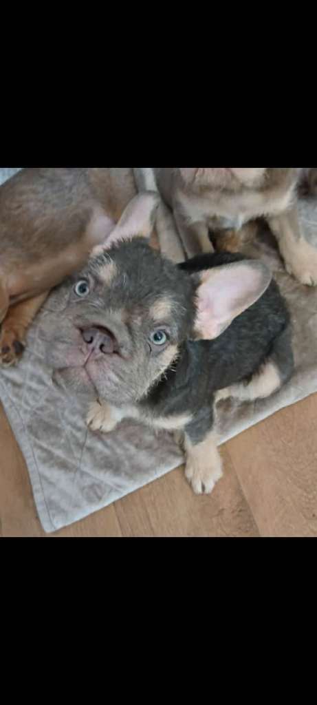 Fluffy lilac and tan 12 weekold girl 
