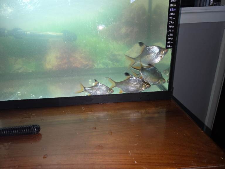 FISH FOR SALE