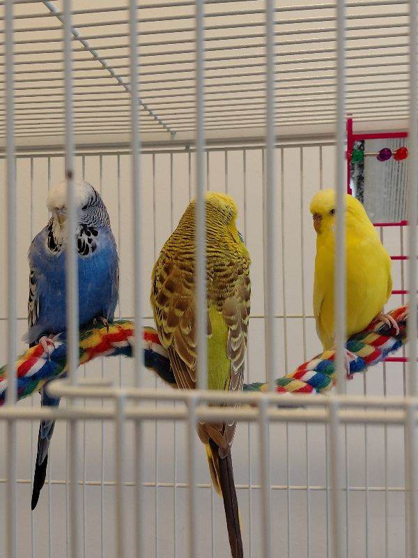 Budgerigars