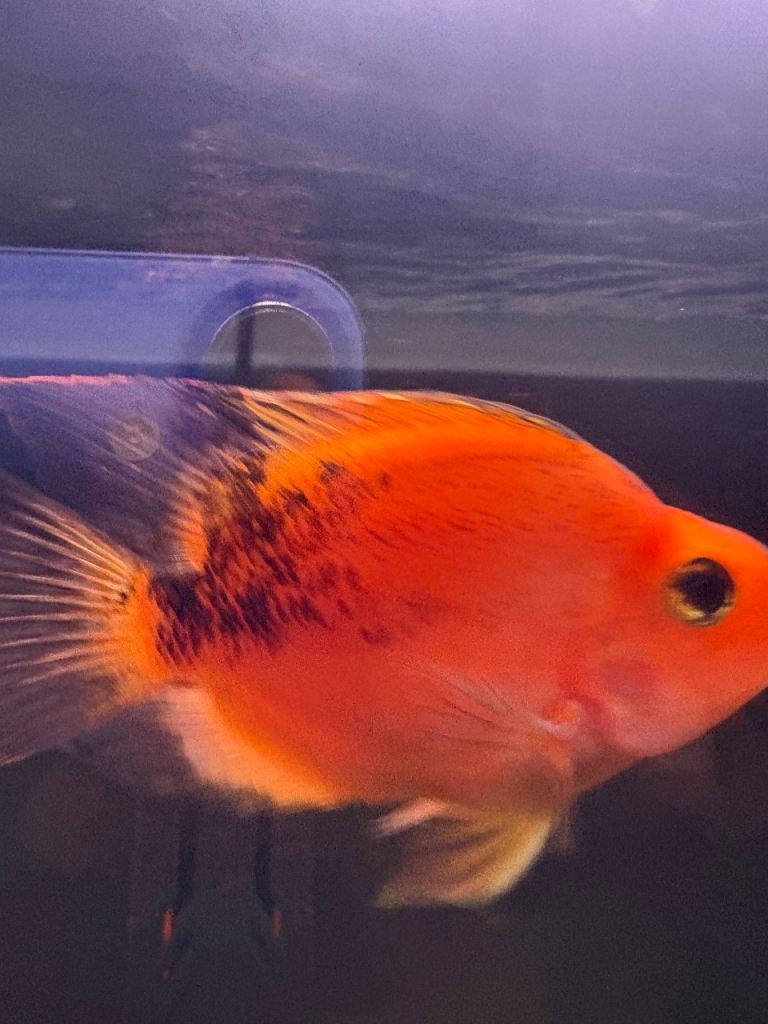 Blood parrot cichlid fish