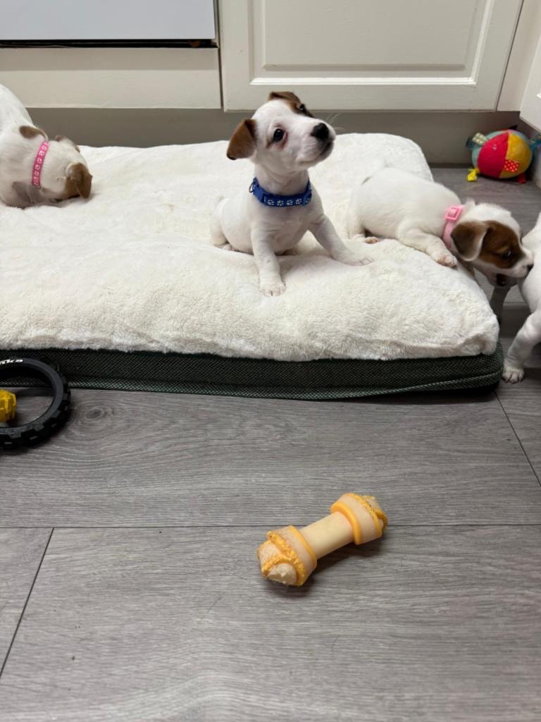 8 Week Old Jack Russel Puppies 