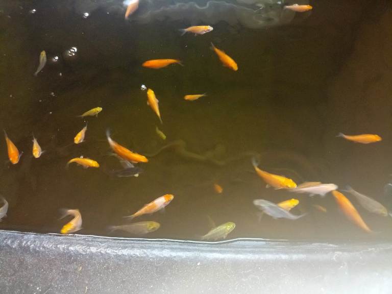 Koi fish, raised from fry purchased from a koi farm..