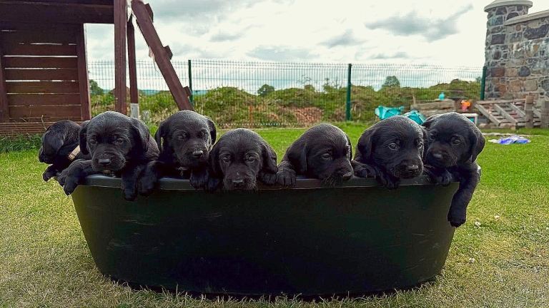 Gorgeous black labrador puppies