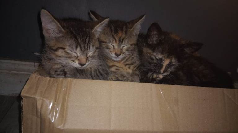 3 kittens ready for new homes