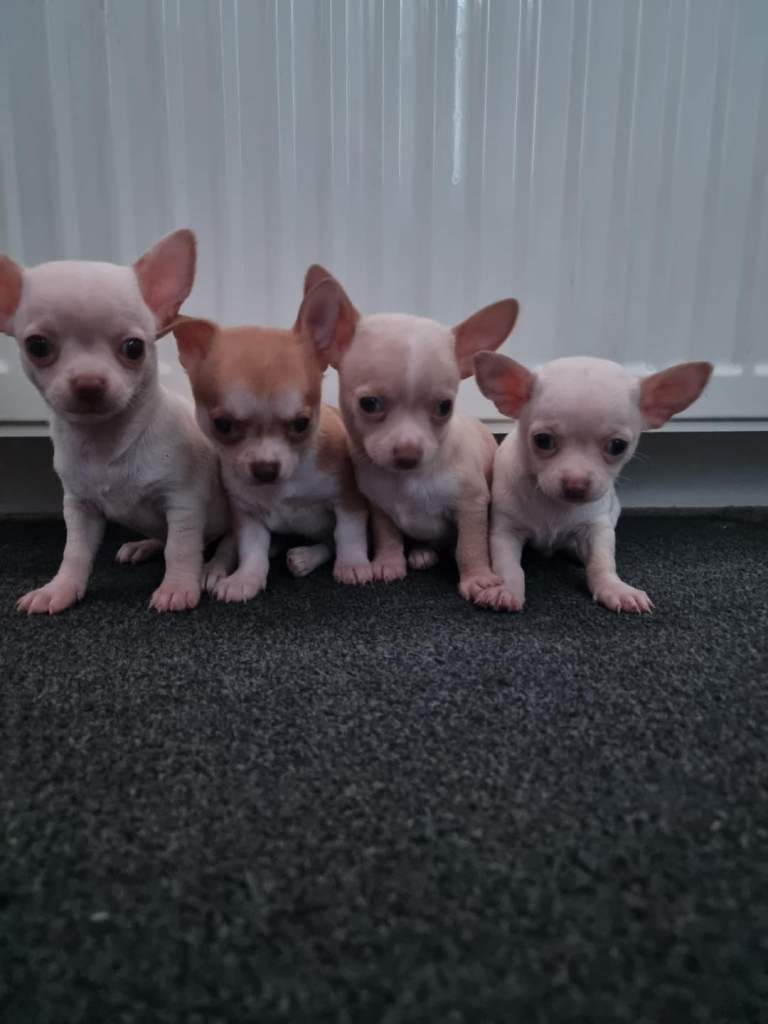 Chihuahuas 