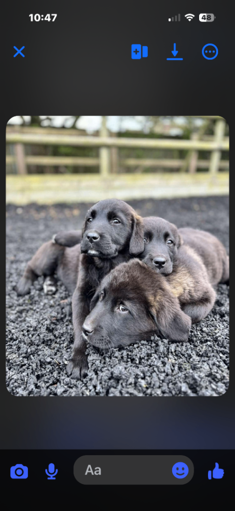 German shepherd crosses 
