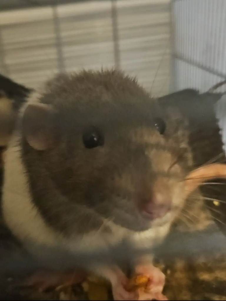 Freindly pet rat for sale 