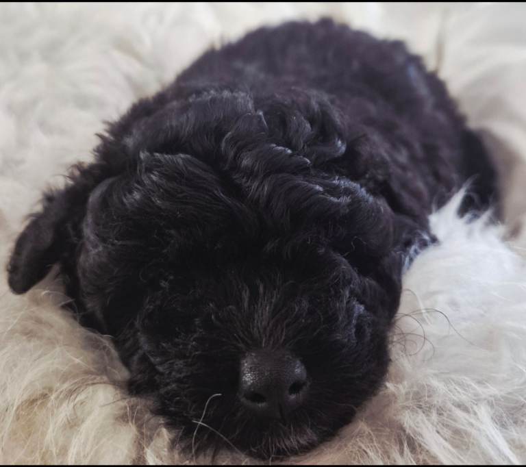 Pomapoo x Toy Poodle Puppies 🐾 
