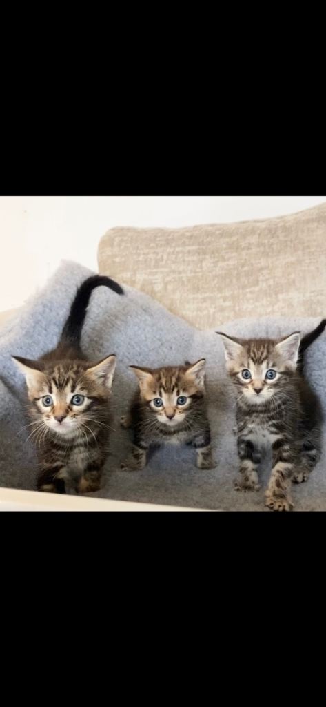 MAINECOON X BENGAL KITTENS 