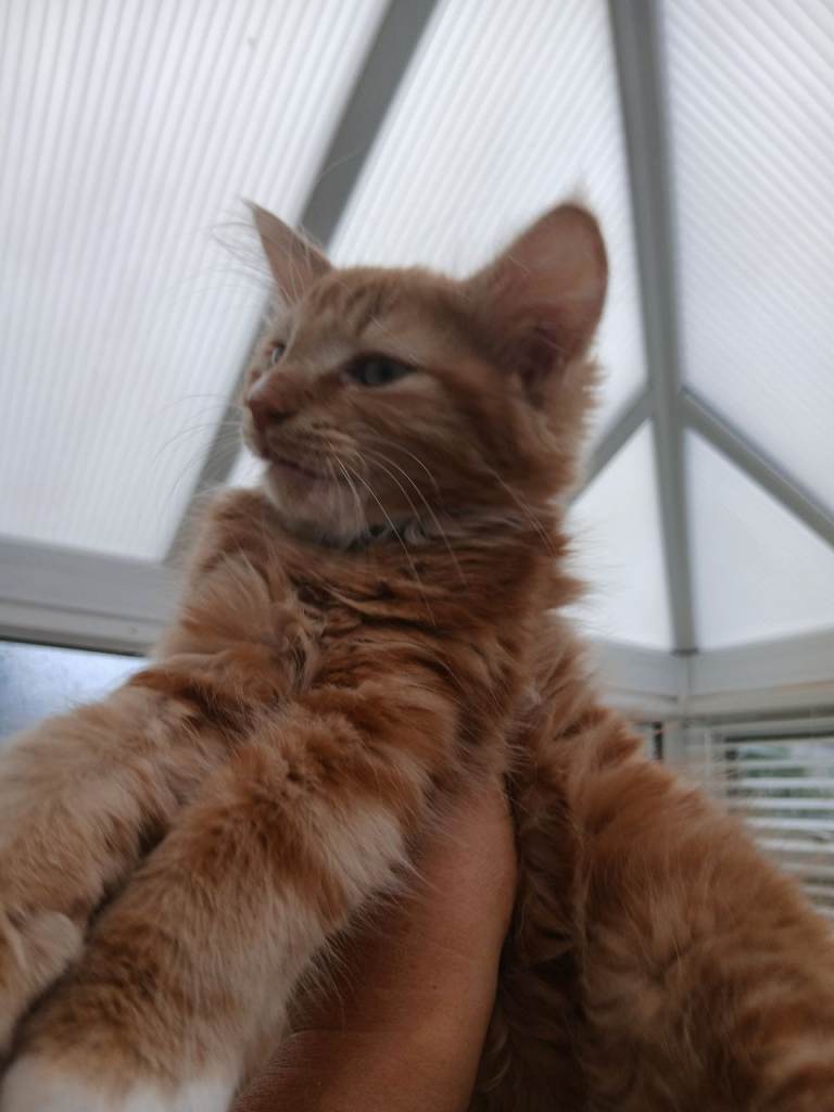 Maine coon xx kittens