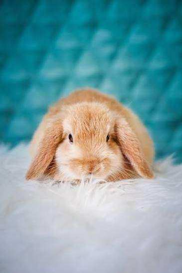 little girl  rabbit 