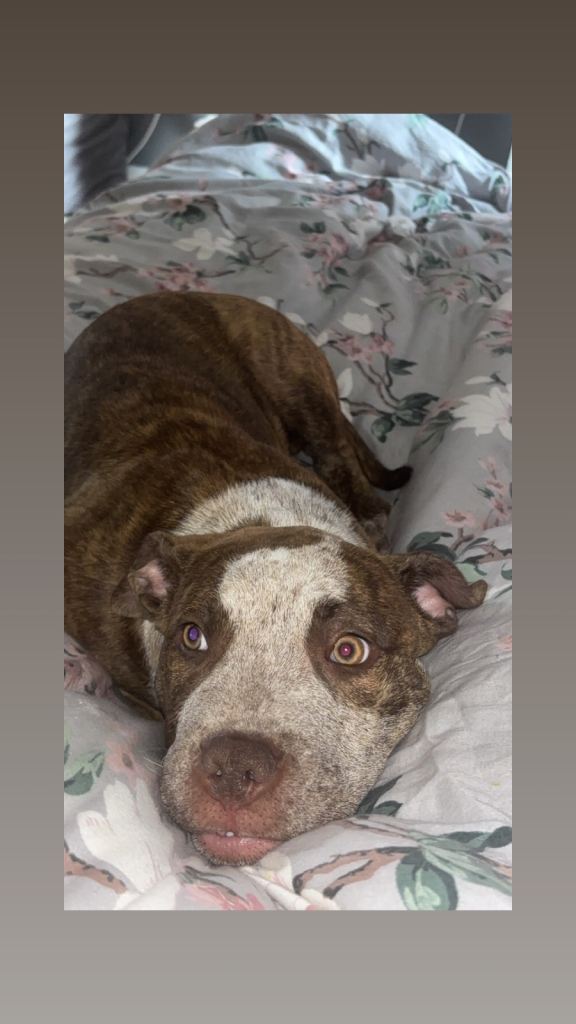 Puppy 6 months old 