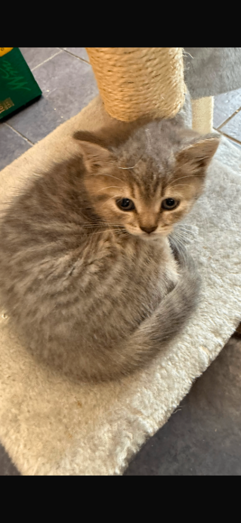 Final reduction female bsh baby 500 