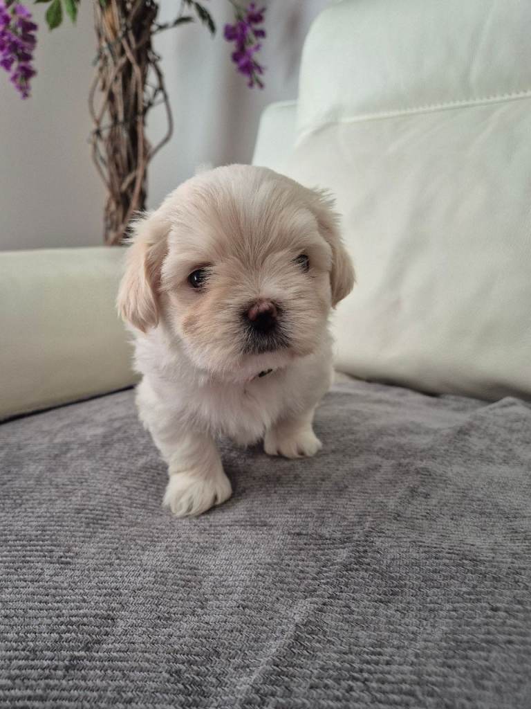 Lhatese (Maltese/ Lhasa Apso Mix