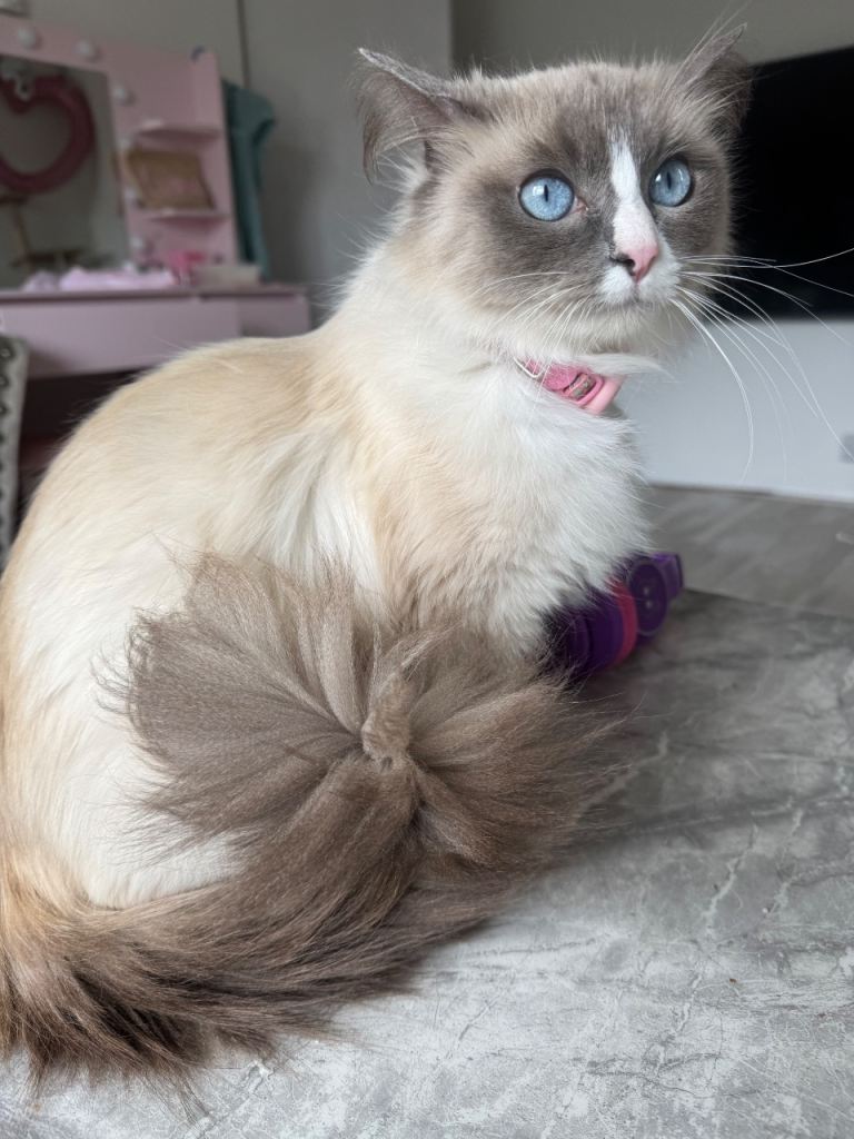 Ragdoll kittens for sale