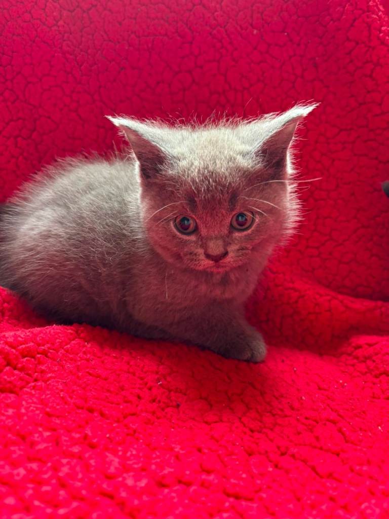 Kittens for sale