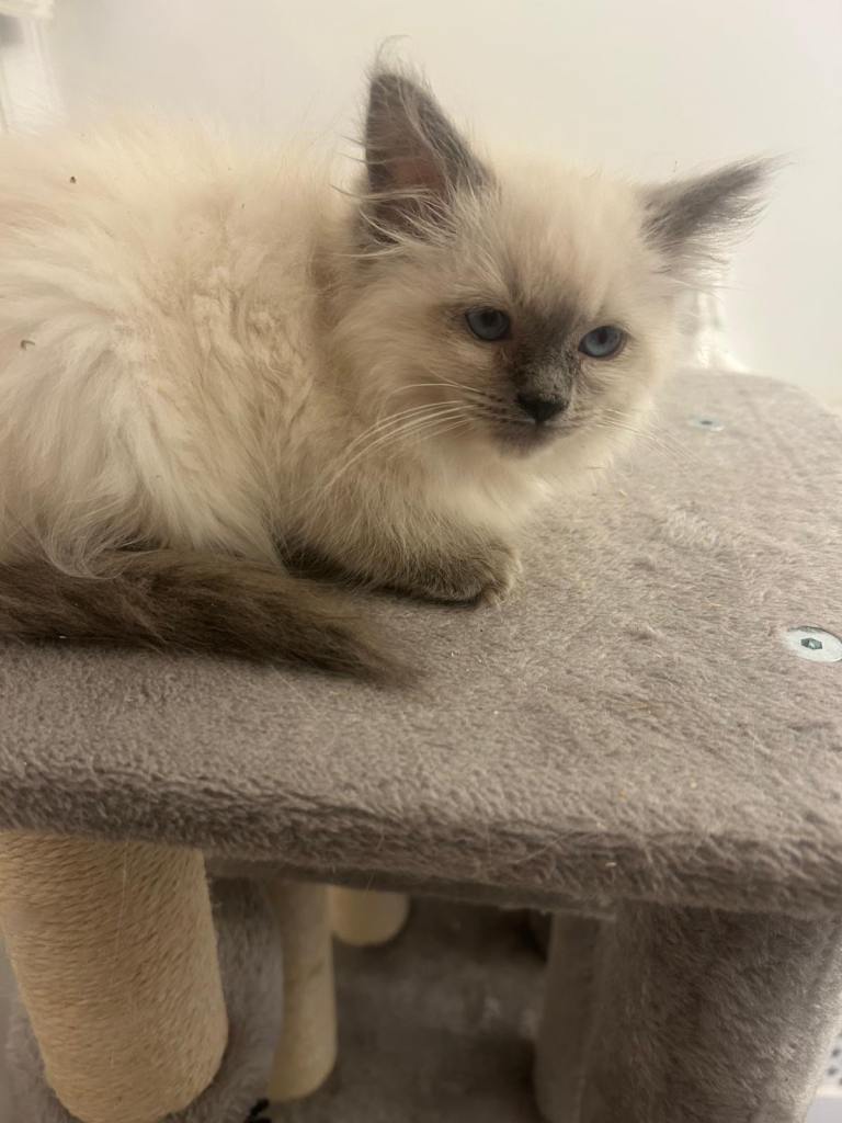 Stunning Ragdoll Kittens