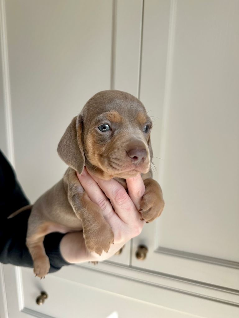 Miniature Dachshund Puppies – Full Bred - Last remaining