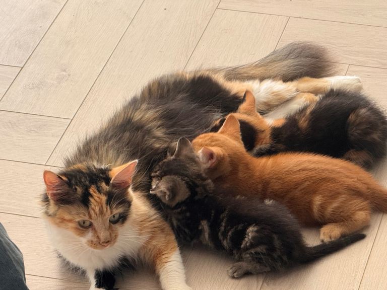 5 beautiful kittens 