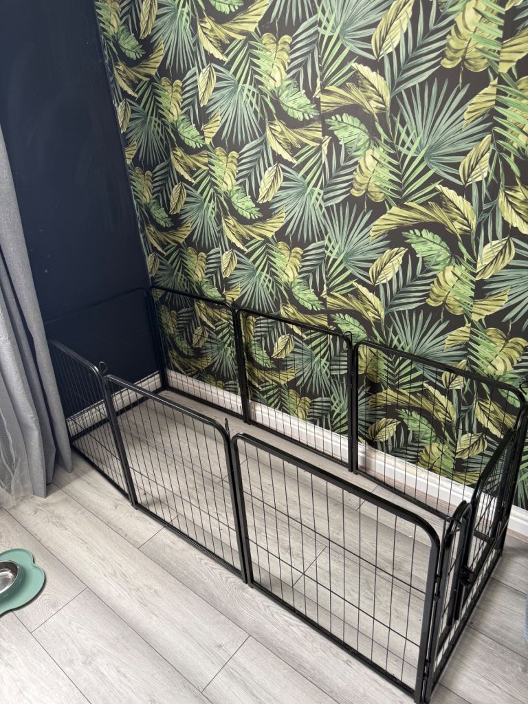 5-month-old male Toy Poodle