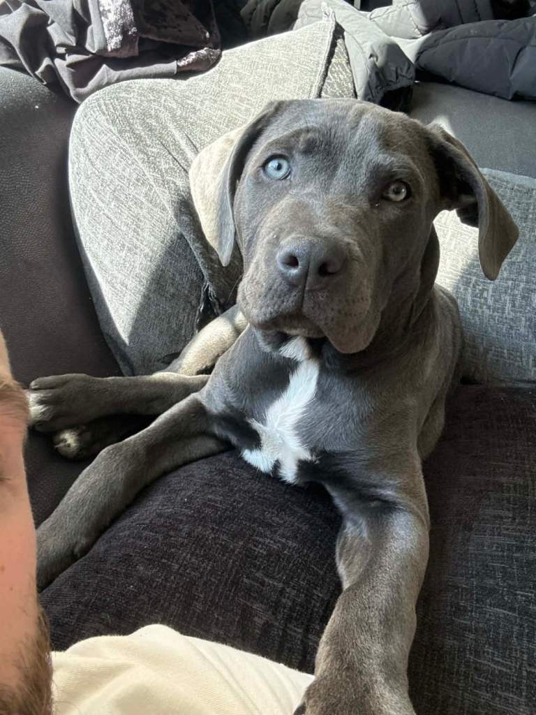 Cane corso puppy