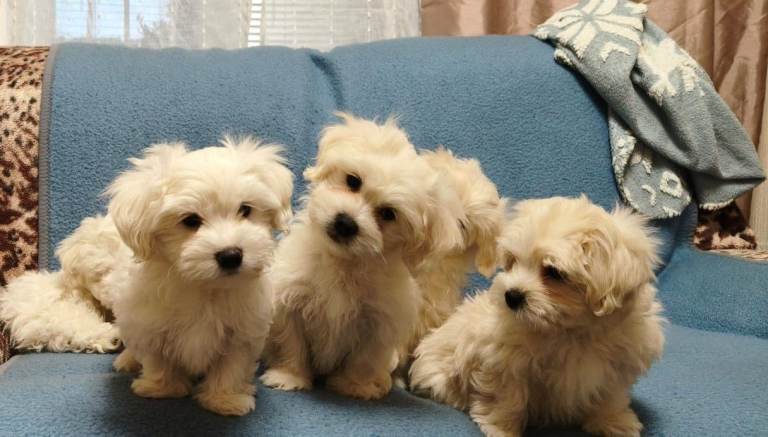 Bichon Maltipoo for Sale