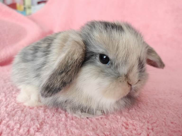 Baby mini lop rabbits for sale 