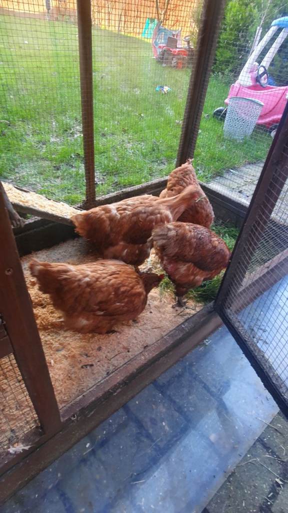 Chickens Rhode Island Reds egg layers x 4 and cage  basildon 