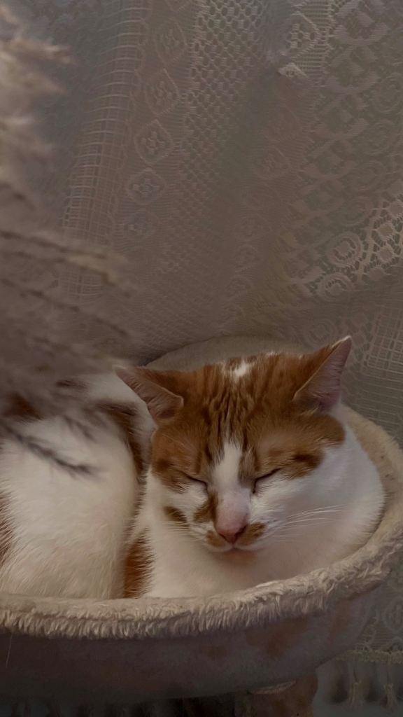 Urgent Male Adult Indoor Cat Needs Rehoming