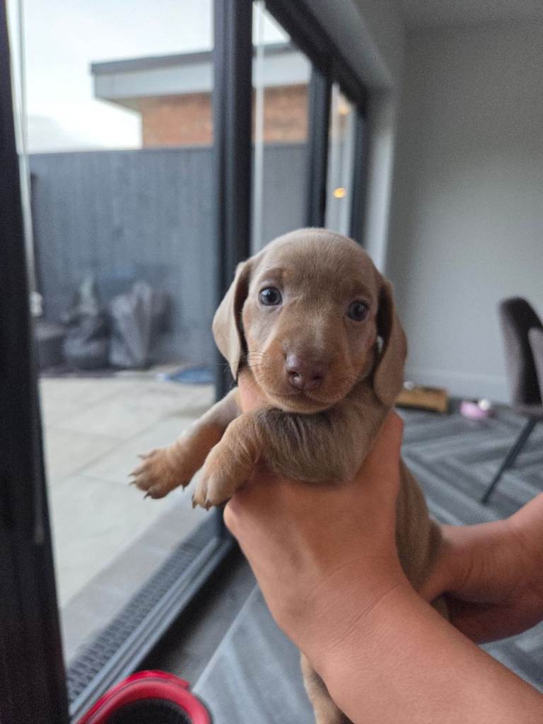 Looking for Forever Home