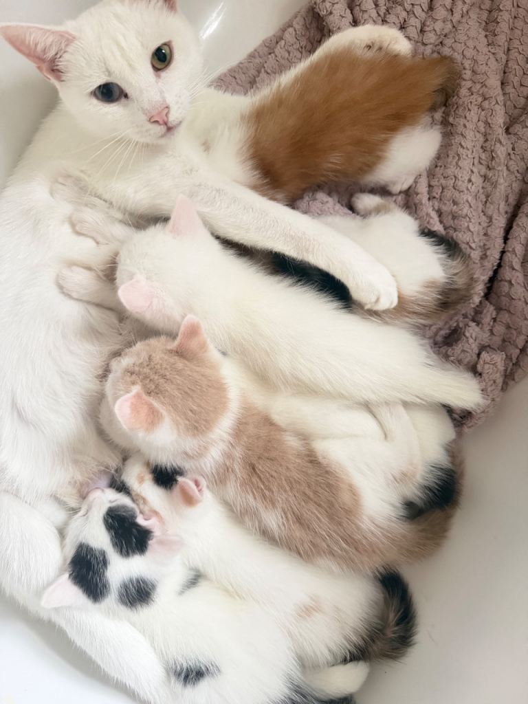 Kittens For Sale