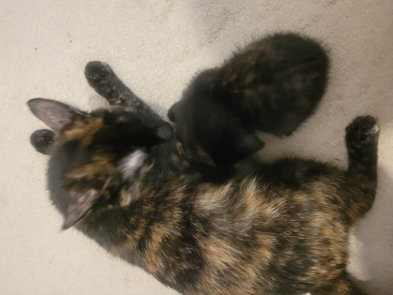 2 female kittens 