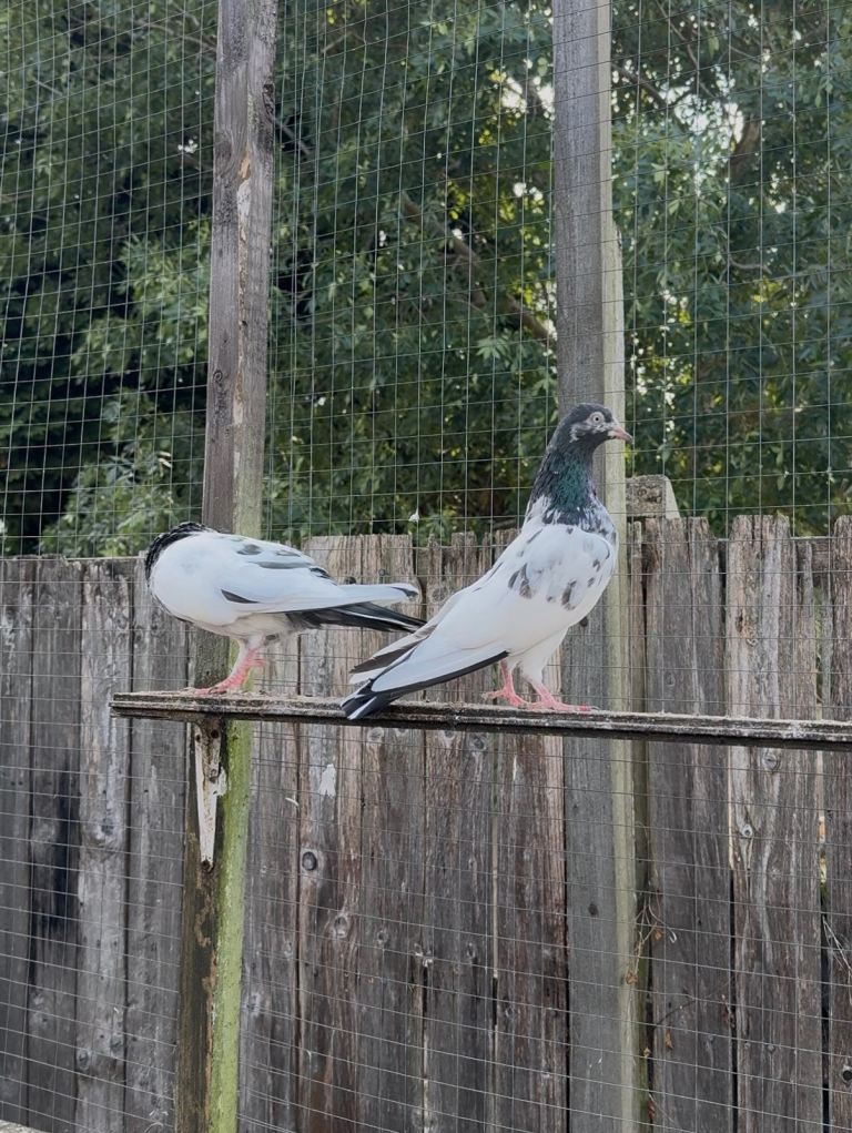 Pakistani teddy pair