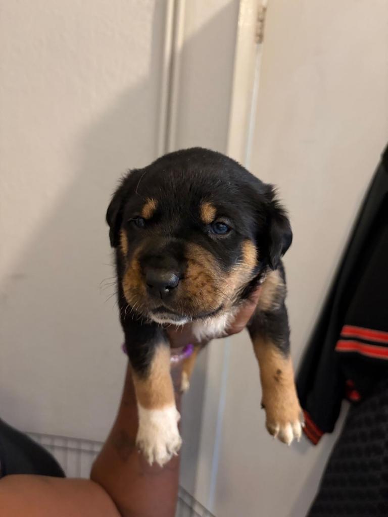 Full pedigree Rottwieler 