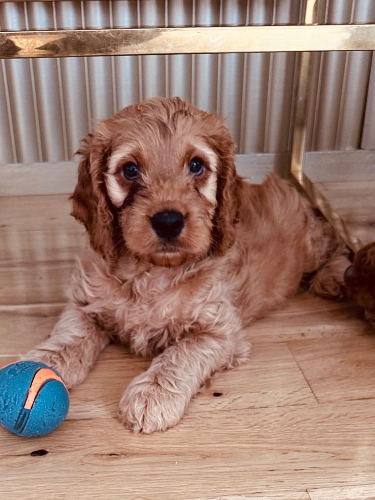 F2 cockapoo 8 WEEKS READY TO LEAVE 