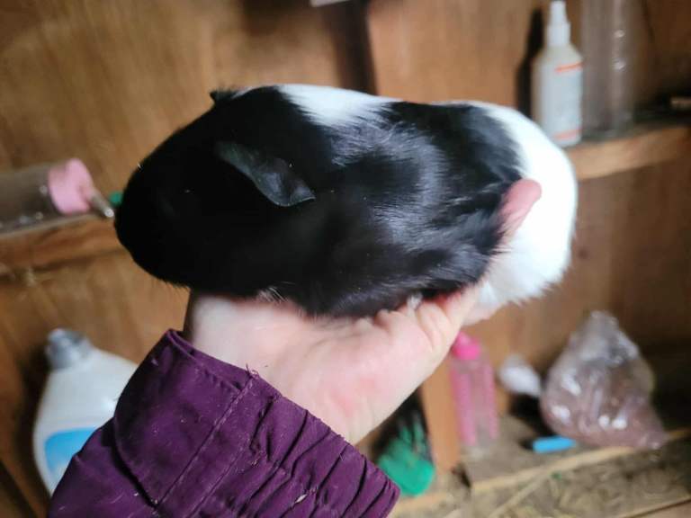 Baby Guineapig’s 
