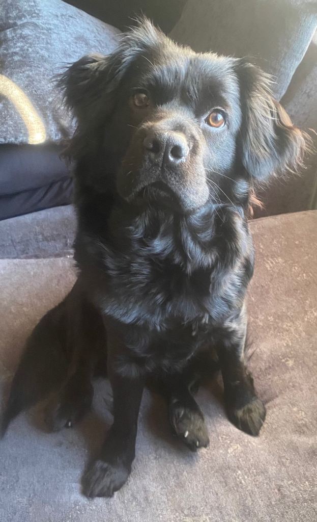English spaniel cross chow chow 